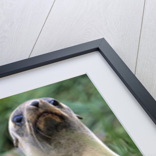 Fur Seal Peering Up from Grass by Anonymous