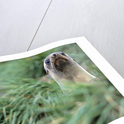 Fur Seal Peering Up from Grass by Anonymous