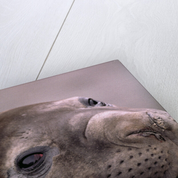 Elephant Seal Resting by Anonymous