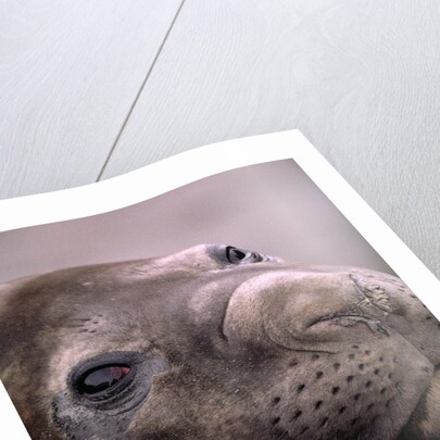 Elephant Seal Resting by Anonymous