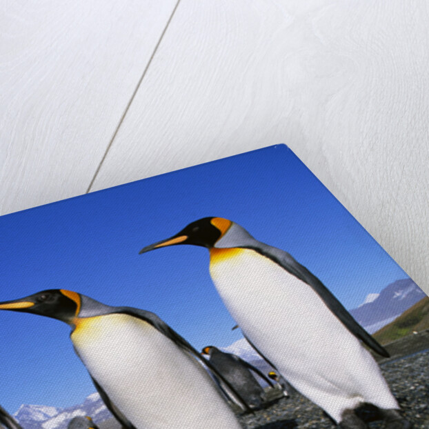 Trio of King Penguins by Anonymous