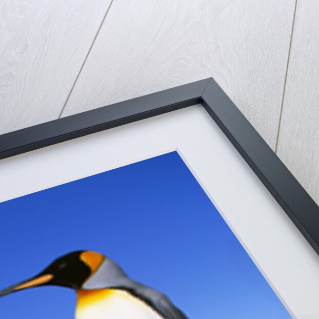 Trio of King Penguins by Anonymous