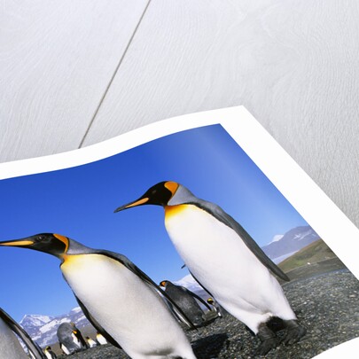 Trio of King Penguins by Anonymous