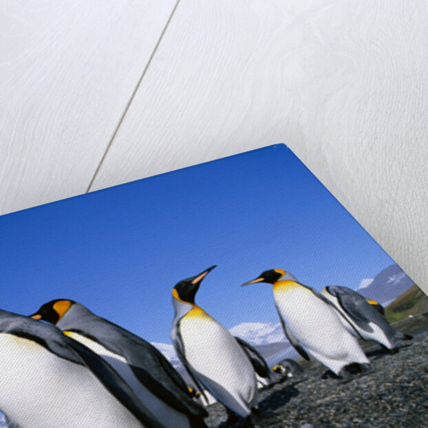 Colony of King Penguins by Anonymous