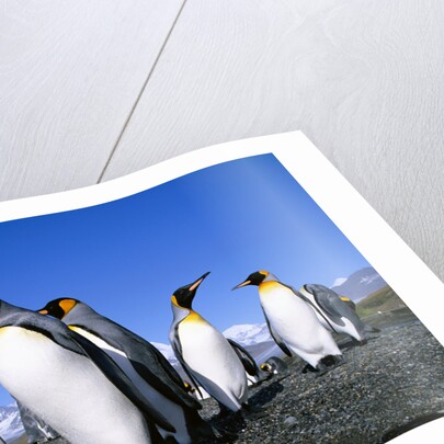 Colony of King Penguins by Anonymous
