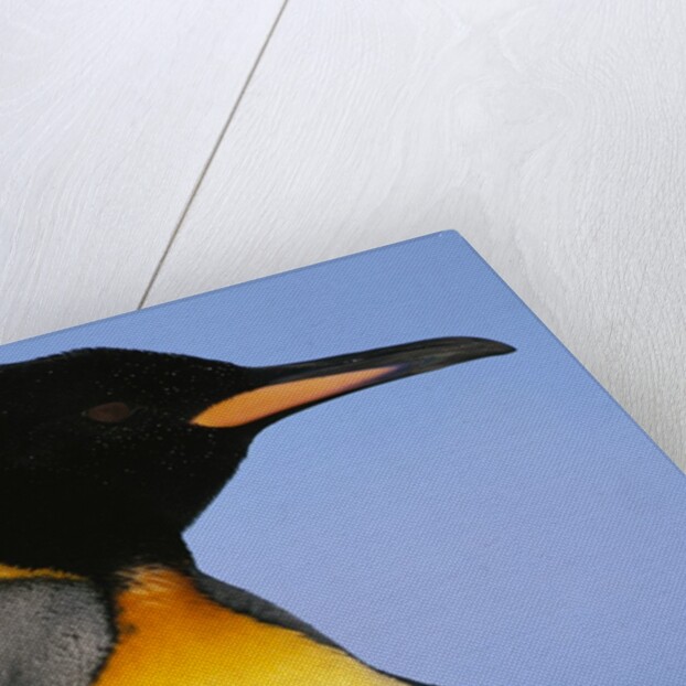 King Penguin by Anonymous