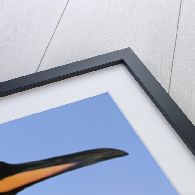 King Penguin by Anonymous