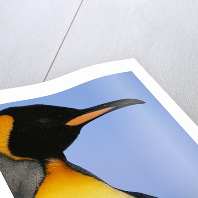 King Penguin by Anonymous
