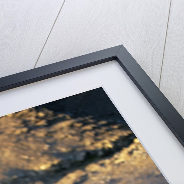 Reindeer Standing with Antarctic Fur Seals by Anonymous