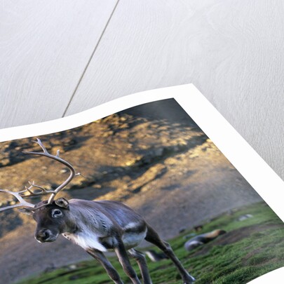 Reindeer Standing with Antarctic Fur Seals by Anonymous