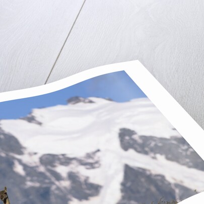 Cerro Paine Grande Rising behind Llamas by Corbis