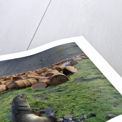 Fur Seal Resting near Rusted Barrels by Anonymous