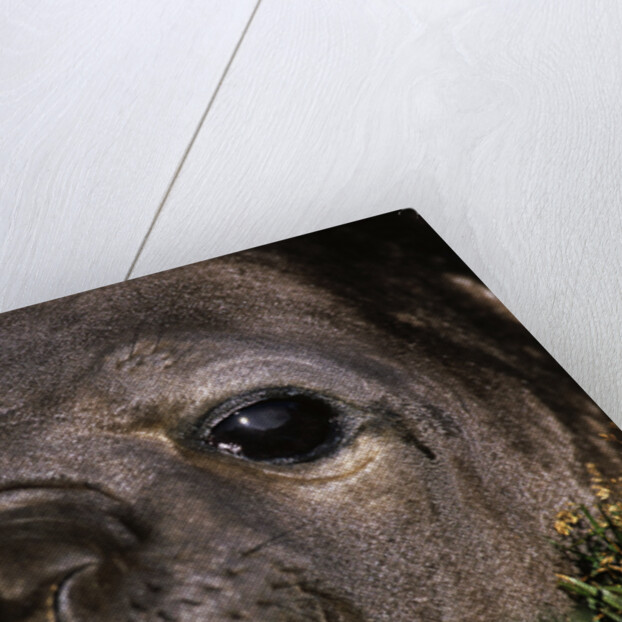 Elephant Seal Lying in Grass by Anonymous