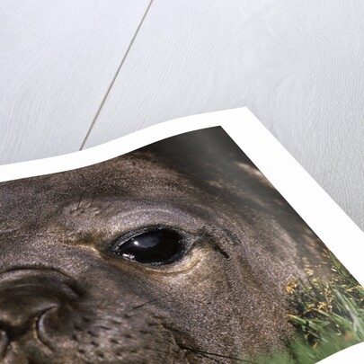 Elephant Seal Lying in Grass by Anonymous