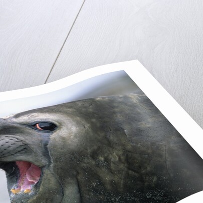 Southern Elephant Seal Barking by Anonymous