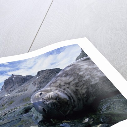 Weddell Seal Resting on Rocks by Anonymous
