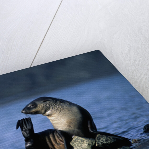 Antarctic Fur Seal Resting on Rock by Anonymous