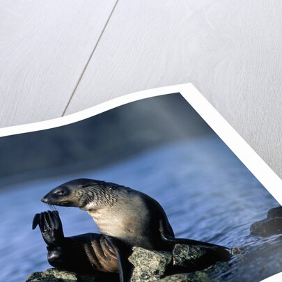 Antarctic Fur Seal Resting on Rock by Anonymous