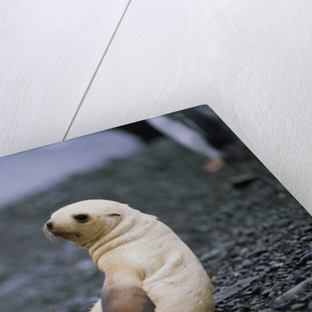 Antarctic Fur Seal Pup by Anonymous