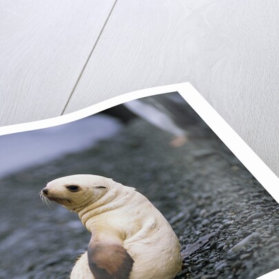 Antarctic Fur Seal Pup by Anonymous