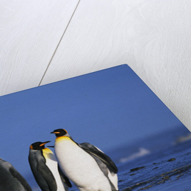 King Penguins Gathering by Anonymous