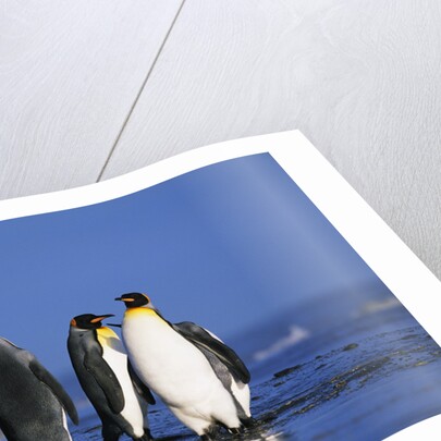 King Penguins Gathering by Anonymous