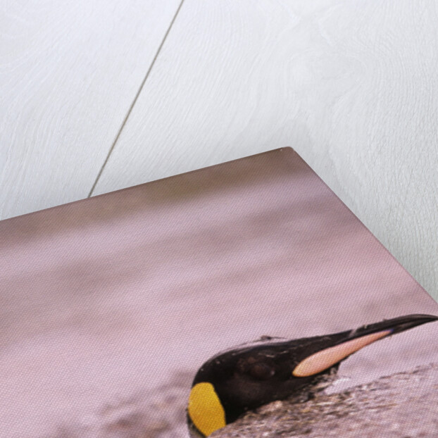 King Penguin Swimming in Tide Pool by Anonymous