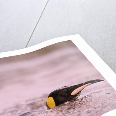 King Penguin Swimming in Tide Pool by Anonymous