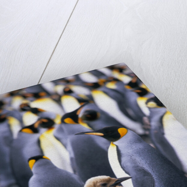 King Penguin Chick Standing with Adults by Anonymous