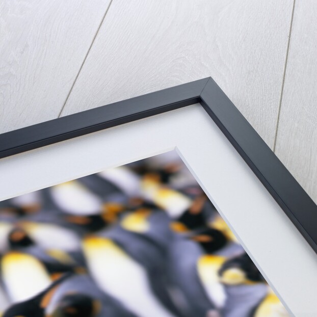 King Penguin Chick Standing with Adults by Anonymous