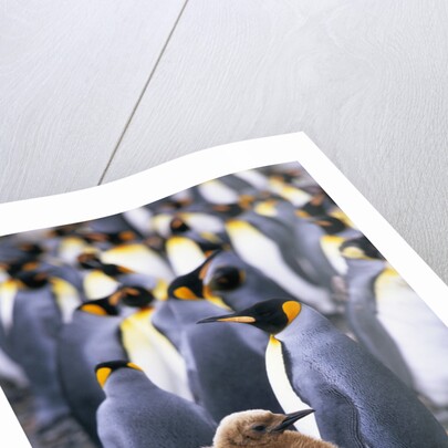 King Penguin Chick Standing with Adults by Anonymous