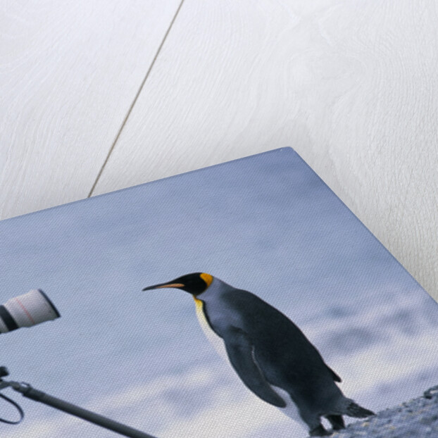 A Curious King Penguin by Anonymous