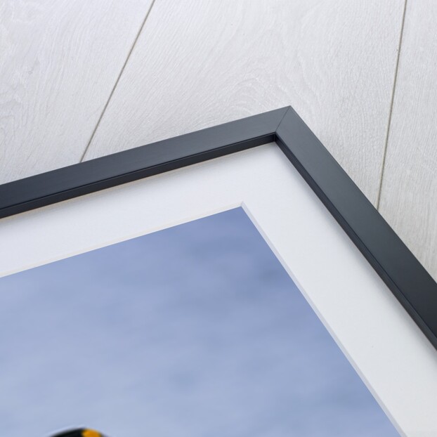 A Curious King Penguin by Anonymous