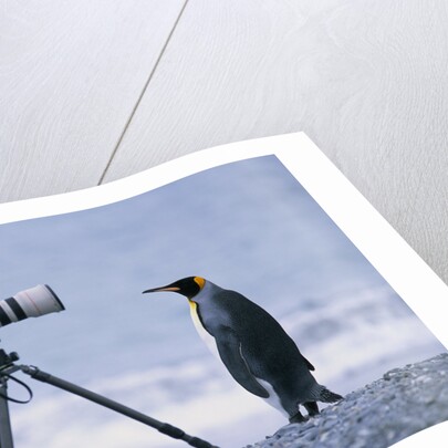 A Curious King Penguin by Anonymous