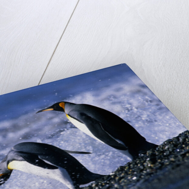 King Penguins Entering Water by Anonymous