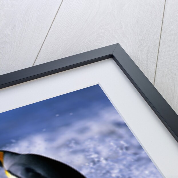 King Penguins Entering Water by Anonymous