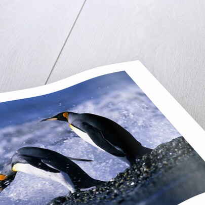King Penguins Entering Water by Anonymous