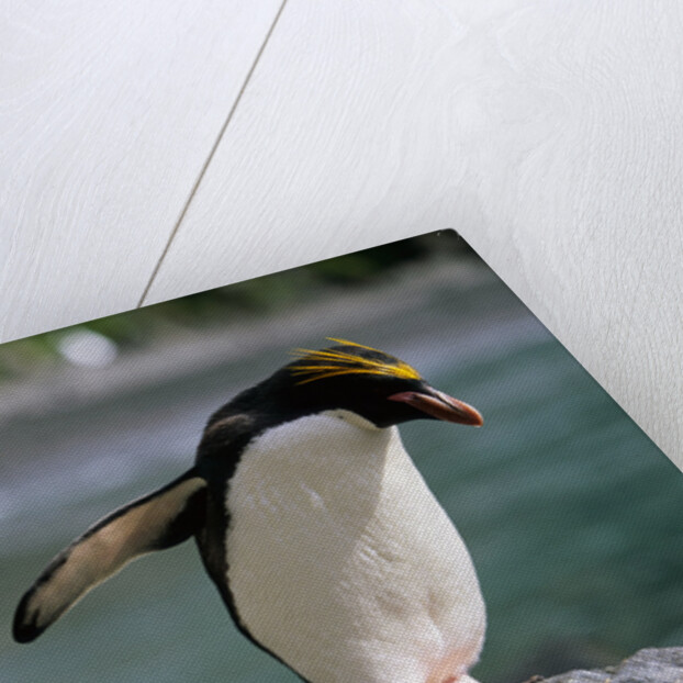 Macaroni Penguin Perching on Rock by Anonymous