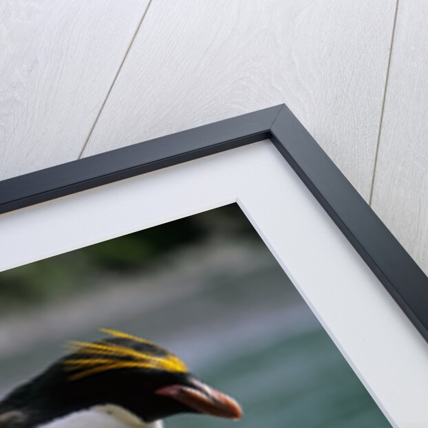 Macaroni Penguin Perching on Rock by Anonymous