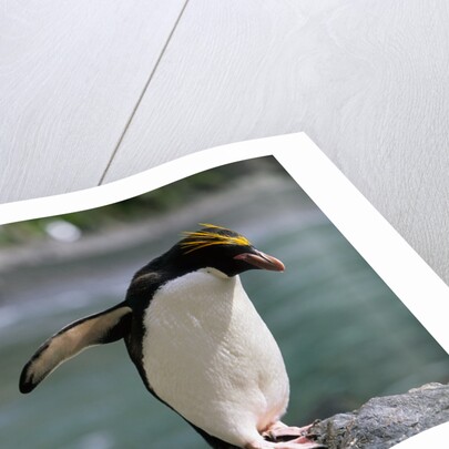 Macaroni Penguin Perching on Rock by Anonymous