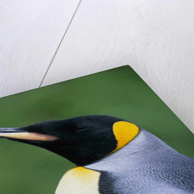 King Penguin Profile by Anonymous