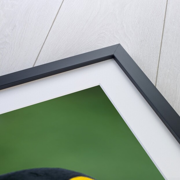 King Penguin Profile by Anonymous