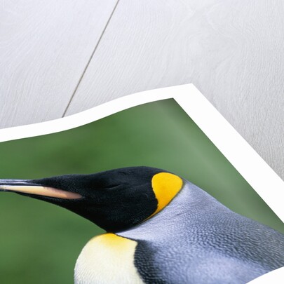 King Penguin Profile by Anonymous