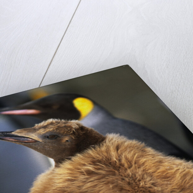 King Penguin Chick by Anonymous