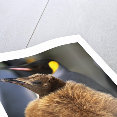 King Penguin Chick by Anonymous