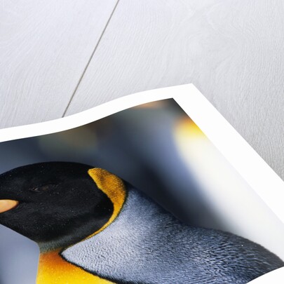 King Penguin by Anonymous