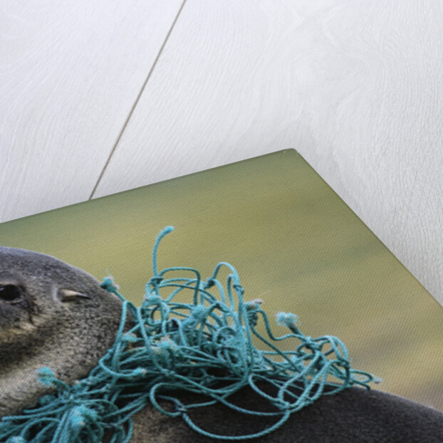 Fishing Net Caught around Fur Seal's Neck by Anonymous