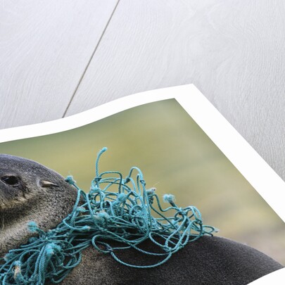 Fishing Net Caught around Fur Seal's Neck by Anonymous