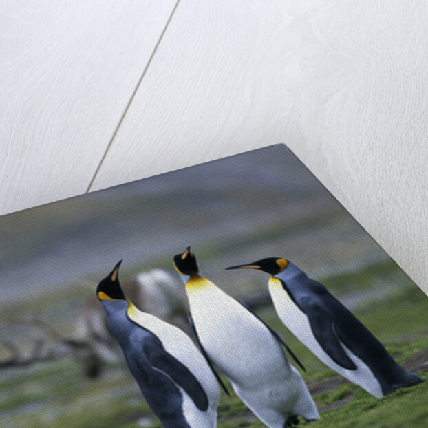 Caribou Grazing behind King Penguins by Anonymous
