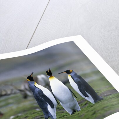 Caribou Grazing behind King Penguins by Anonymous